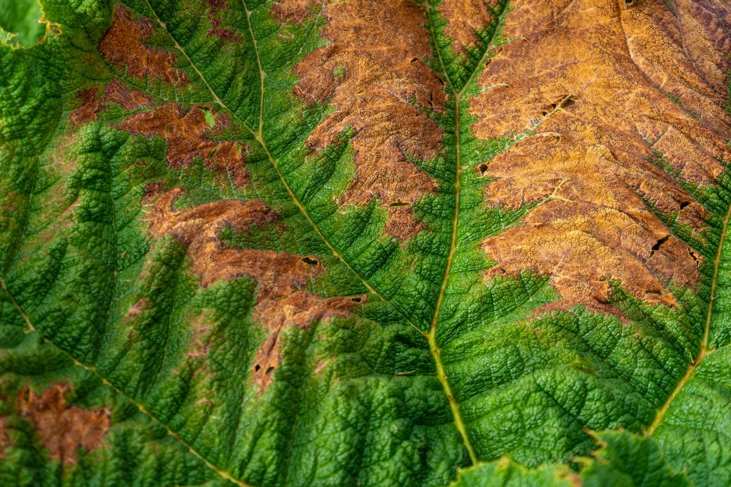 Day 7 & 8: La Junta to&nbsp;Puyuhuapi