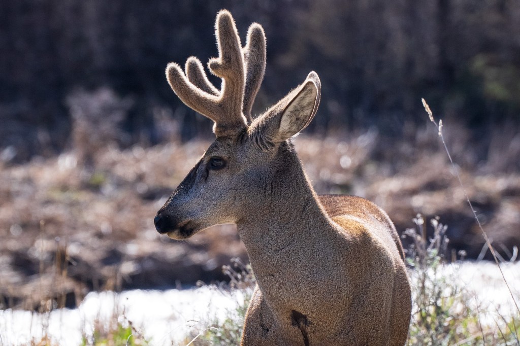 Day 18: Laguna Chiguay to Icy Shack&nbsp;Camp