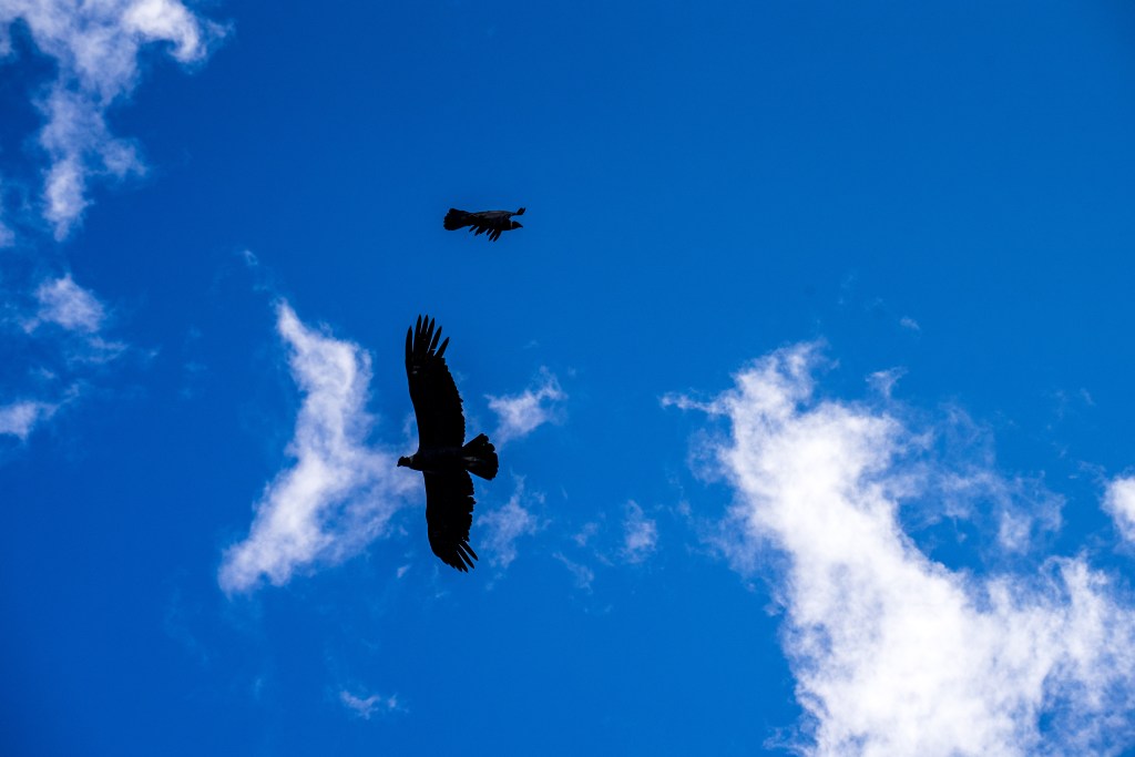 Day 22: Puerto Bertrand to&nbsp;Cochrane